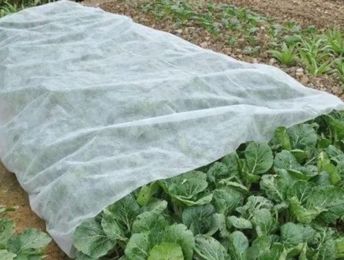 Vegetable Beds